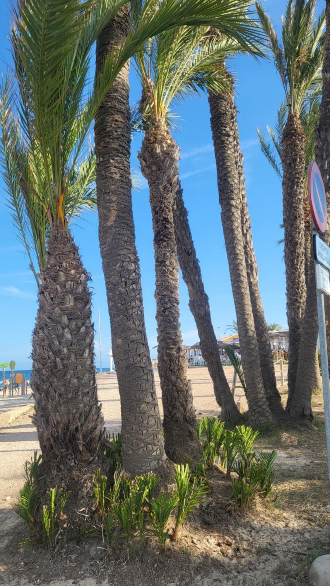 Appartement Ines, Dehesa De Campoamor,900m From The Sea , Swimming Pool & Tennis Court Dehesa De Campoamor
